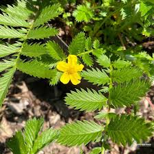 Attēlu rezultāti vaicājumam “Argentina anserina leaf”