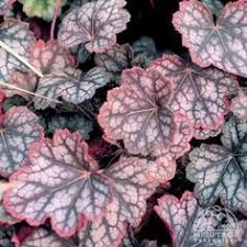 Image result for Heuchera `Swirling Fantasy`