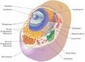 Animal Cells