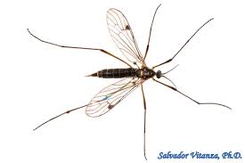 Attēlu rezultāti vaicājumam “Limoniidae”