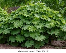 Attēlu rezultāti vaicājumam “Alchemilla vulgaris aggr. bud”