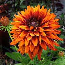 Attēlu rezultāti vaicājumam “Rudbeckia hirta var. pulcherrima”