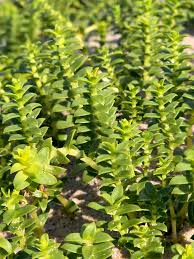 Attēlu rezultāti vaicājumam “Honckenya peploides flower”