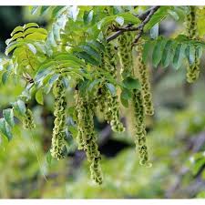 Attēlu rezultāti vaicājumam “Pterocarya fraxinifolia leaf”