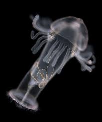 Attēlu rezultāti vaicājumam “Phronia sp. larva”