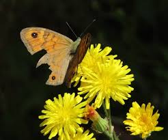 Attēlu rezultāti vaicājumam “Lasiommata megera male”