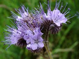 Attēlu rezultāti vaicājumam “Phacelia tanacetifolia flower”
