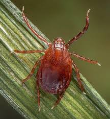 Attēlu rezultāti vaicājumam “Trichia longipalpis macro”