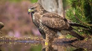 Attēlu rezultāti vaicājumam “Accipiter nisus”