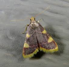 Attēlu rezultāti vaicājumam “Hypsopygia costalis”