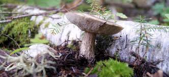 Attēlu rezultāti vaicājumam “Leccinum melaneum”