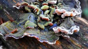 Attēlu rezultāti vaicājumam “Auricularia mesenterica”