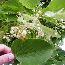 Attēlu rezultāti vaicājumam “Tilia”