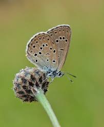 Attēlu rezultāti vaicājumam “Maculinea alcon upperside”