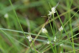 Attēlu rezultāti vaicājumam “Rhynchospora alba”