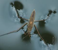 Attēlu rezultāti vaicājumam “Gerridae imago”