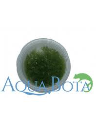 Attēlu rezultāti vaicājumam “Amblystegium serpens sporophyte”