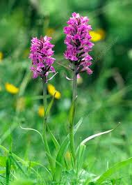 Attēlu rezultāti vaicājumam “Dactylorhiza fuchsii”