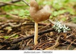 Attēlu rezultāti vaicājumam “Helvella elastica”