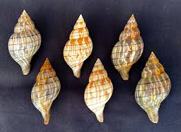 Image result for Cinctura hunteria