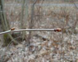 Attēlu rezultāti vaicājumam “Tilia cordata bud”