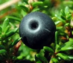 Attēlu rezultāti vaicājumam “Empetrum nigrum leaf”