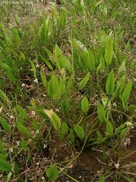 Attēlu rezultāti vaicājumam “Alisma gramineum flower”