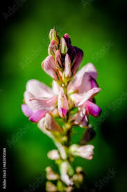 Attēlu rezultāti vaicājumam “Onobrychis arenaria flower”