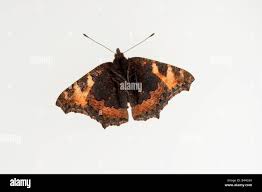 Attēlu rezultāti vaicājumam “Aglais urticae underside”