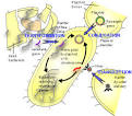 Bacterial Resistance to Antibiotics