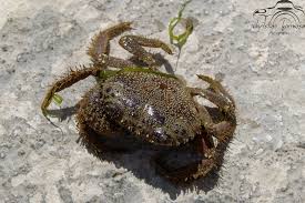 Image result for Eriphia verrucosa