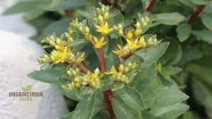 Attēlu rezultāti vaicājumam “Sedum aizoon fruit”