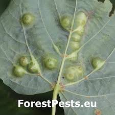 Attēlu rezultāti vaicājumam “Phytocoris tiliae imago”