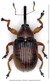 Attēlu rezultāti vaicājumam “Anthonomus phyllocola”