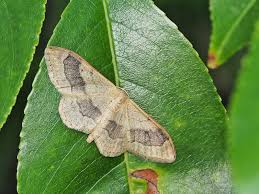 Attēlu rezultāti vaicājumam “Idaea aversata”