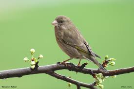 Attēlu rezultāti vaicājumam “Chloris chloris female”