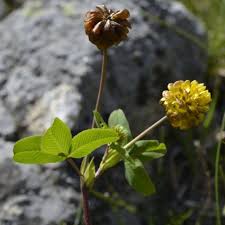 Attēlu rezultāti vaicājumam “Trifolium montanum fruit”