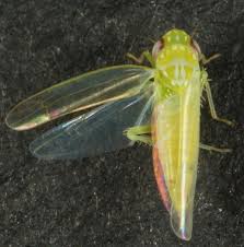 Attēlu rezultāti vaicājumam “Empoasca sp.”