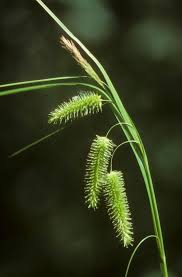 Attēlu rezultāti vaicājumam “Carex pseudocyperus fruit”