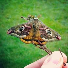 Attēlu rezultāti vaicājumam “Saturnia pavonia eggs”