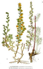 Attēlu rezultāti vaicājumam “Artemisia campestris bud”