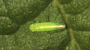 Attēlu rezultāti vaicājumam “Empoasca sp.”