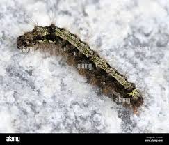 Attēlu rezultāti vaicājumam “Eilema depressa”