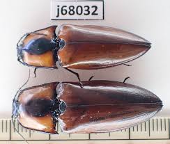 Attēlu rezultāti vaicājumam “Elateridae”