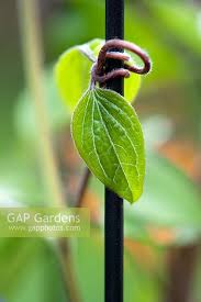 Attēlu rezultāti vaicājumam “Clematis leaf”