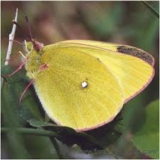 Attēlu rezultāti vaicājumam “Colias palaeno male”