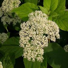 Attēlu rezultāti vaicājumam “Hydrangea arborescens”
