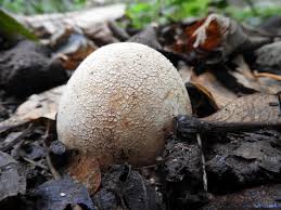 Attēlu rezultāti vaicājumam “Phallus impudicus”