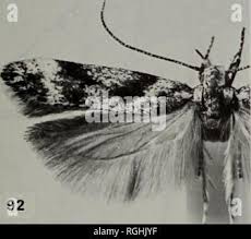 Attēlu rezultāti vaicājumam “Vouauxiomyces santessonii”