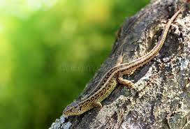 Attēlu rezultāti vaicājumam “Lacerta agilis”